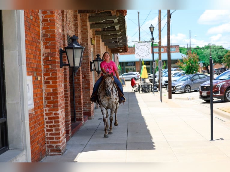 Pony delle Americhe Giumenta 7 Anni  in Talty, TX