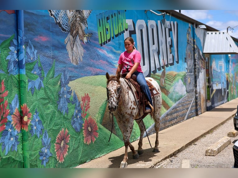 Pony delle Americhe Giumenta 7 Anni  in Talty, TX