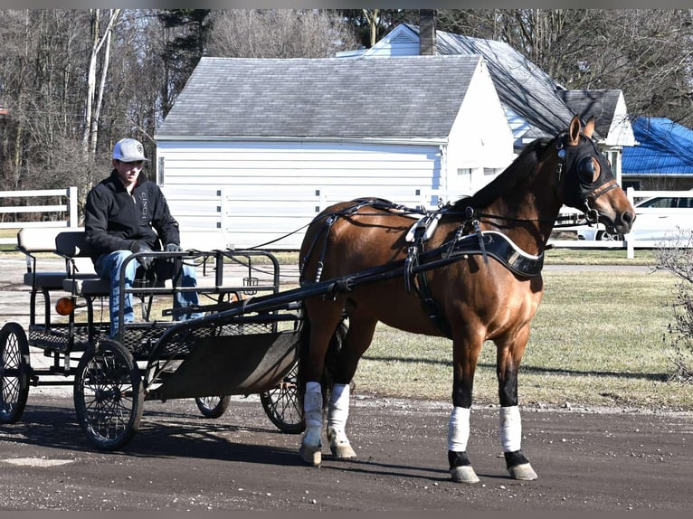 Pony delle Americhe Giumenta 8 Anni 137 cm Falbo in Sturgis MI