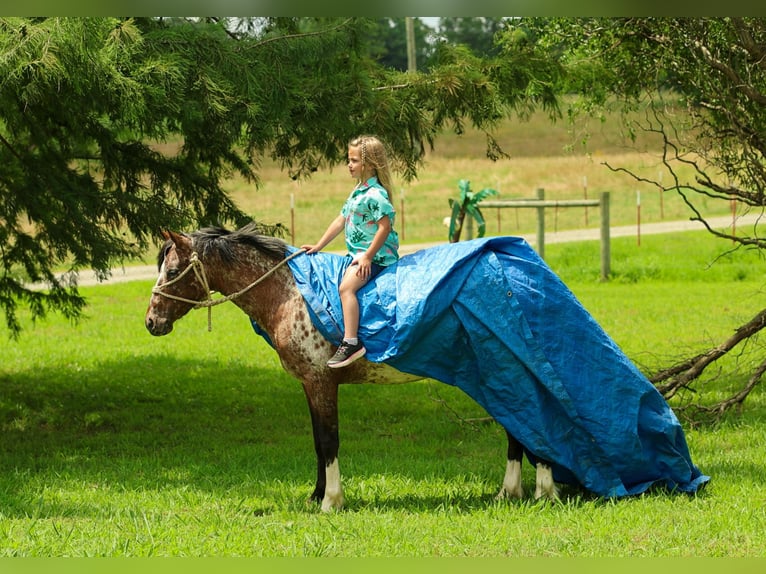 Pony delle Americhe Giumenta 8 Anni Sauro scuro in Quitman