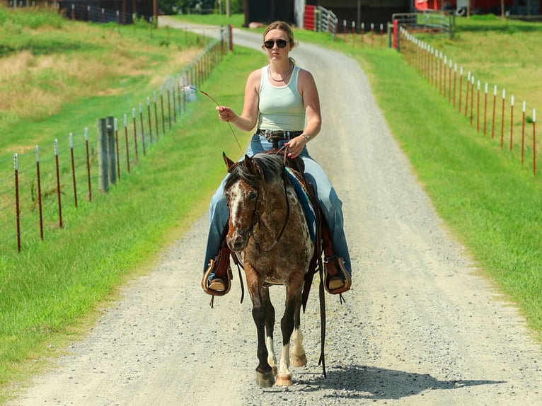 Pony delle Americhe Giumenta 8 Anni Sauro scuro in Quitman