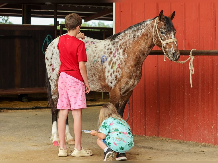 Pony delle Americhe Giumenta 8 Anni Sauro scuro in Quitman
