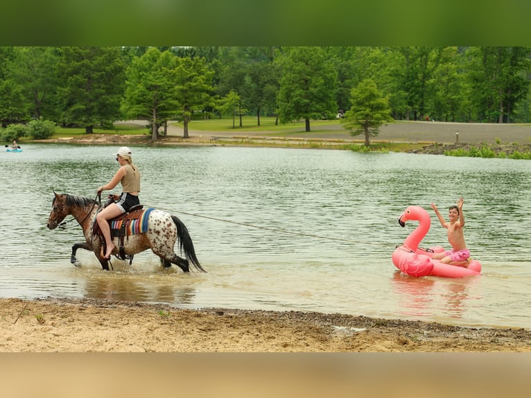 Pony delle Americhe Giumenta 8 Anni Sauro scuro in Quitman
