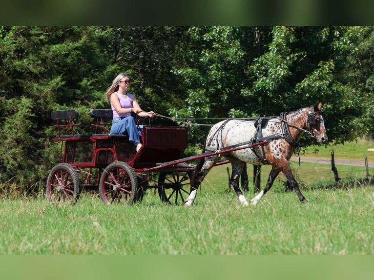 Pony delle Americhe Giumenta 8 Anni Sauro scuro in Quitman