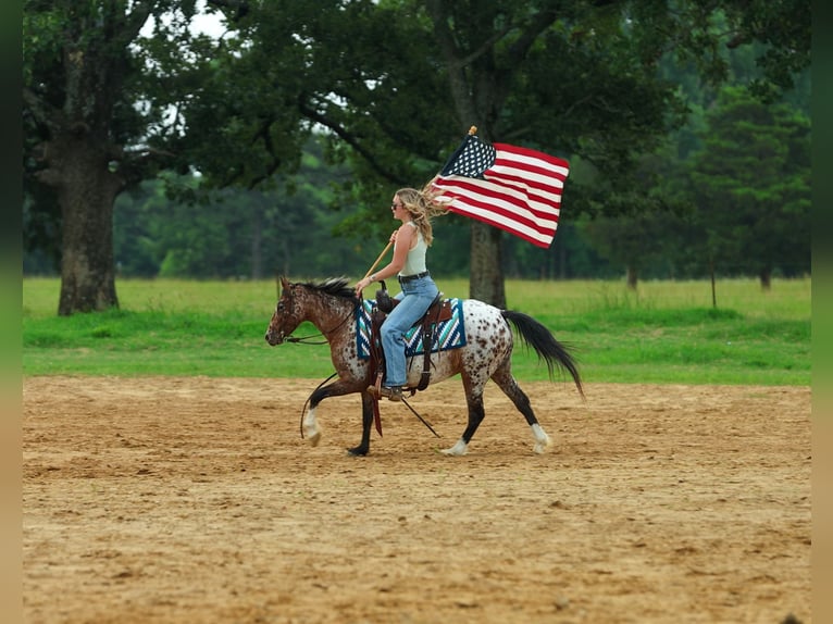 Pony delle Americhe Giumenta 8 Anni Sauro scuro in Quitman