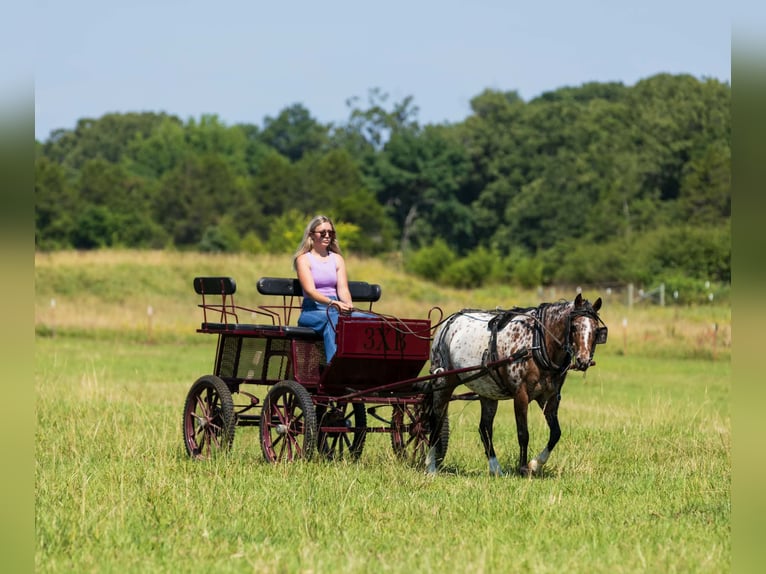 Pony delle Americhe Giumenta 8 Anni Sauro scuro in Quitman