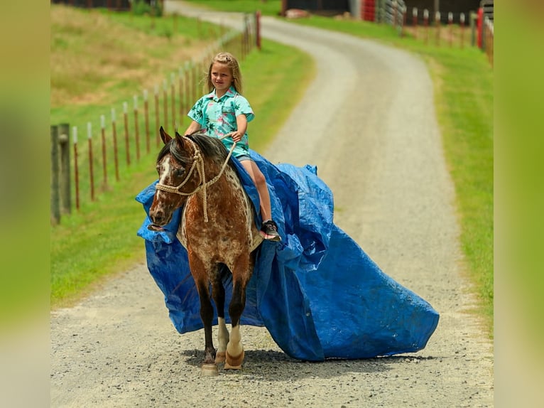 Pony delle Americhe Giumenta 8 Anni Sauro scuro in Quitman