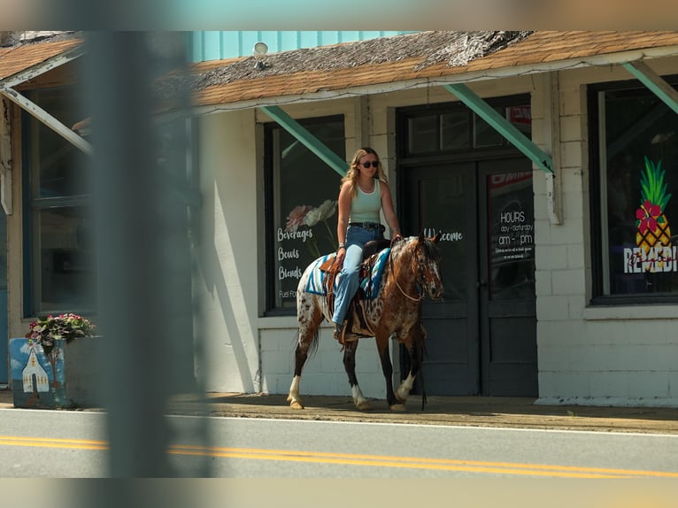 Pony delle Americhe Giumenta 8 Anni Sauro scuro in Quitman