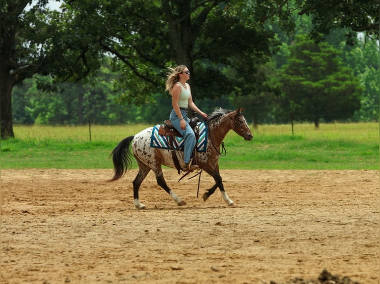 Pony delle Americhe Giumenta 8 Anni Sauro scuro in Quitman
