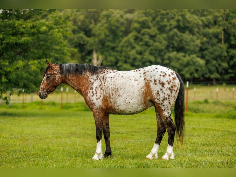 Pony delle Americhe Giumenta 8 Anni Sauro scuro in Quitman