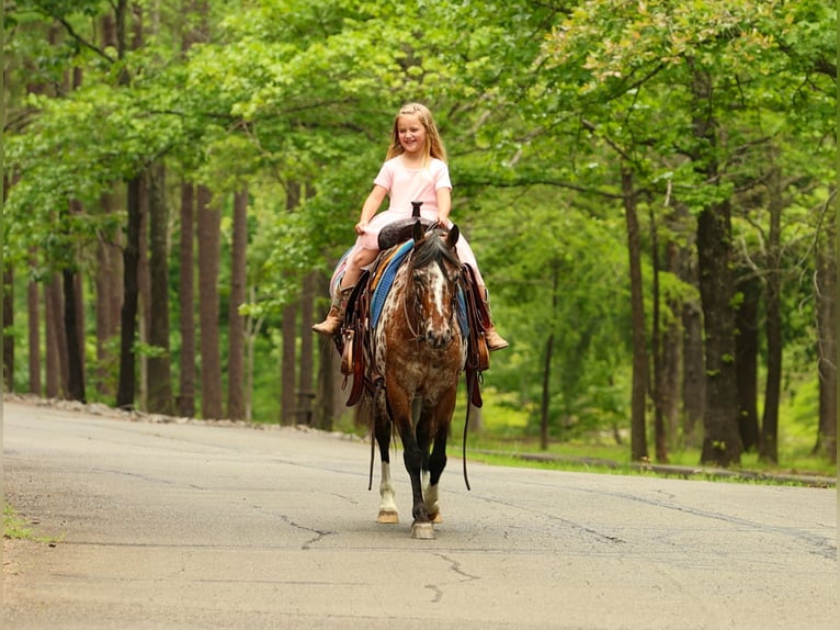 Pony delle Americhe Giumenta 8 Anni Sauro scuro in Quitman
