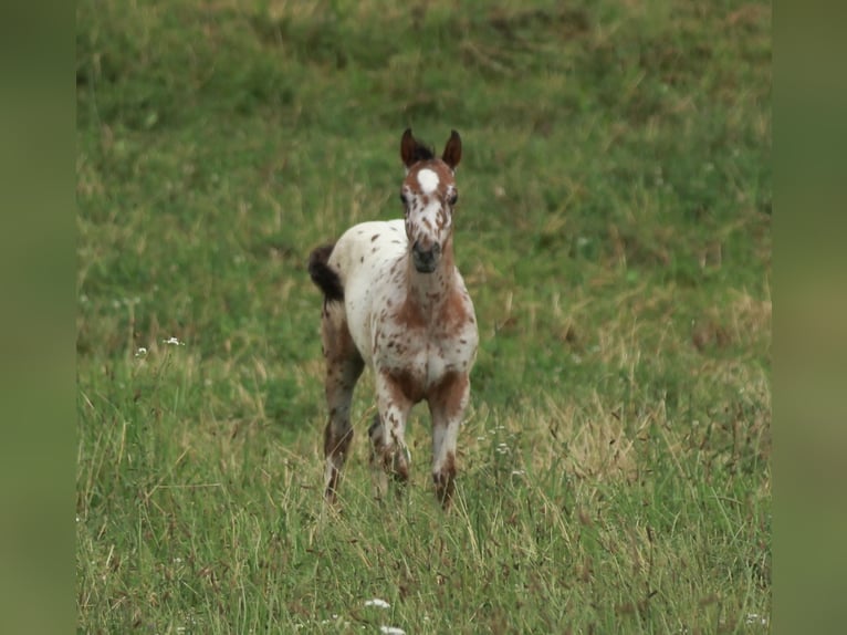 Pony delle Americhe Stallone 1 Anno 135 cm Leopard in Waldshut-Tiengen