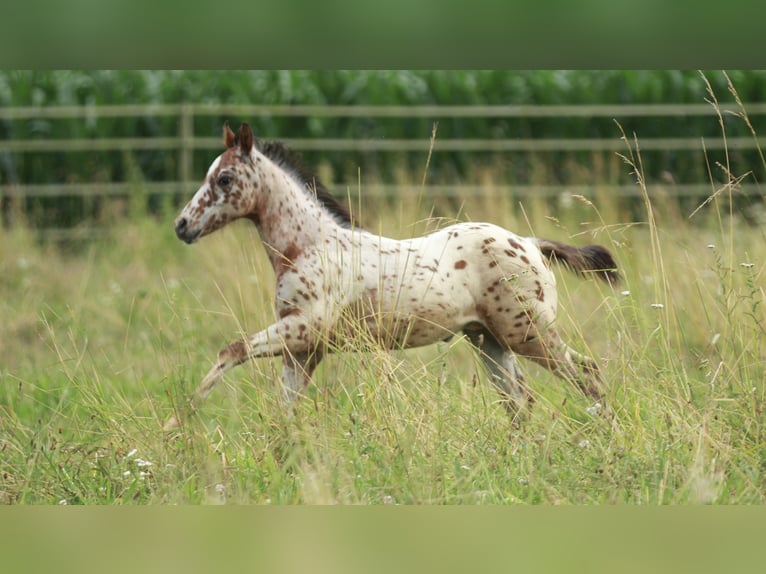 Pony delle Americhe Stallone 1 Anno 135 cm Leopard in Waldshut-Tiengen