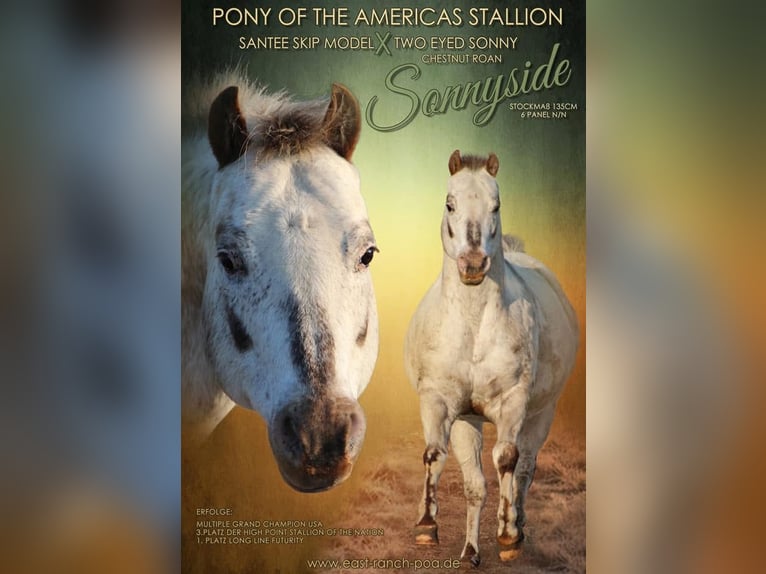 Pony delle Americhe Stallone 21 Anni 135 cm Sauro scuro in Quitzdorf am see