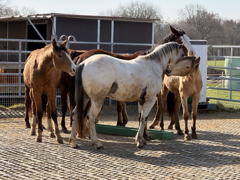 Pony delle Americhe Stallone 3 Anni 140 cm Leopard in Waldshut-Tiengen