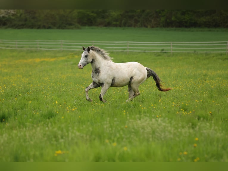 Pony delle Americhe Stallone 3 Anni 140 cm Leopard in Waldshut-Tiengen