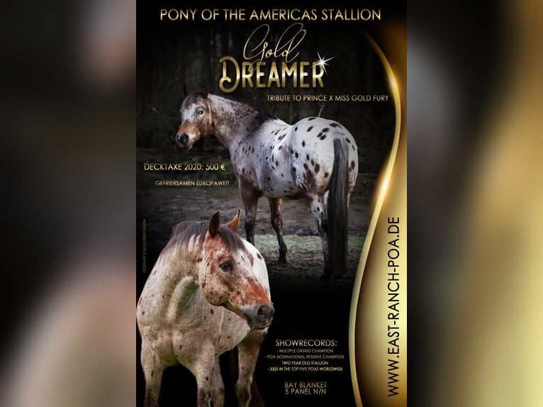 Pony delle Americhe Stallone Baio in Quitzdorf am See