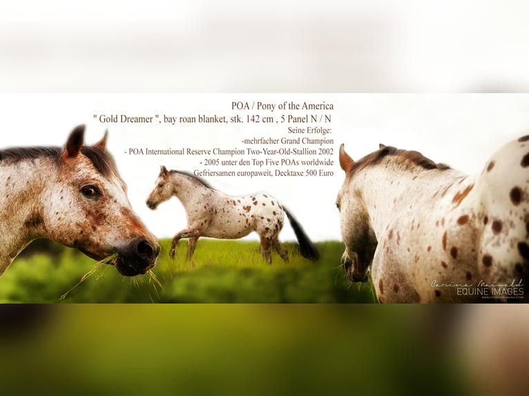 Pony delle Americhe Stallone Baio in Quitzdorf am See