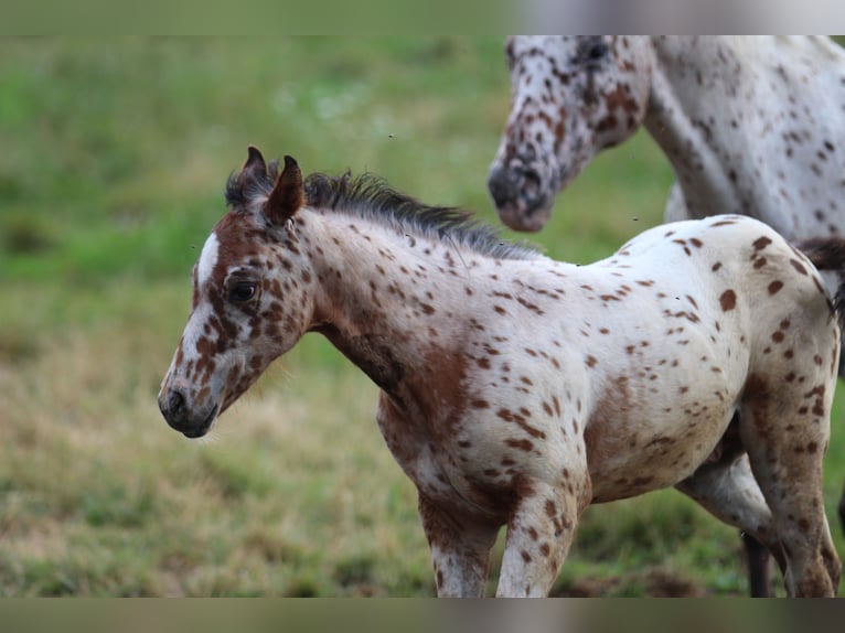 Pony delle Americhe Stallone Puledri
 (04/2024) 130 cm Leopard in Waldshut-Tiengen