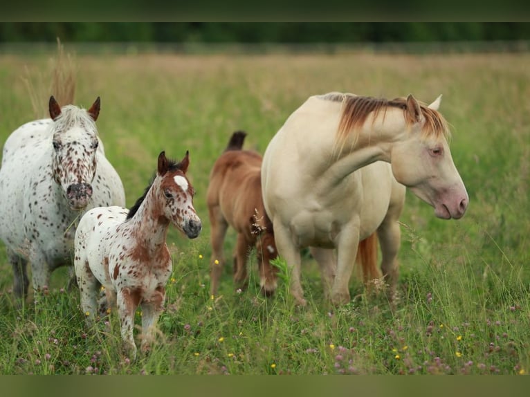 Pony delle Americhe Stallone Puledri
 (04/2024) 130 cm Leopard in Waldshut-Tiengen