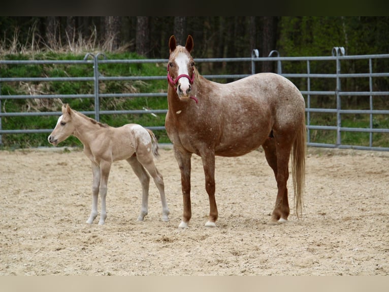 Pony delle Americhe Stallone Puledri (01/2026) 145 cm Red dun in Quitzdorf am See