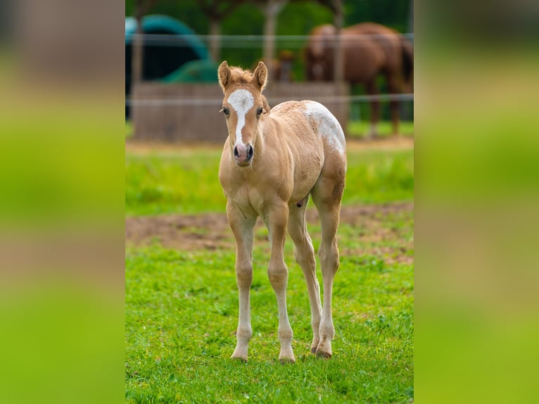 Pony delle Americhe Stallone Puledri (01/2026) 145 cm Red dun in Quitzdorf am See