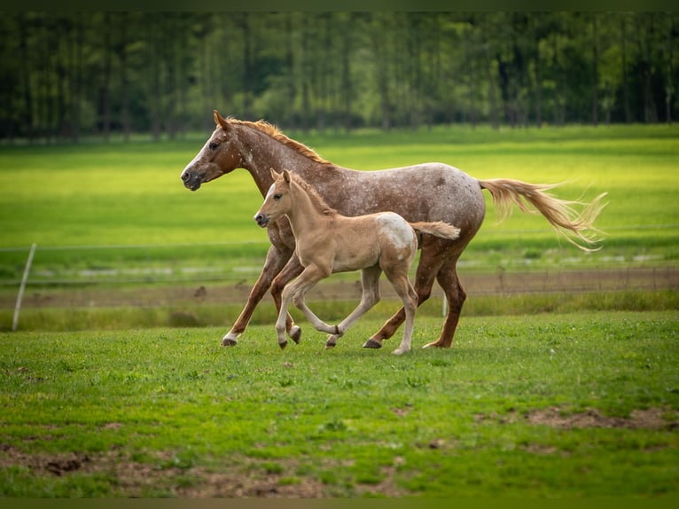 Pony delle Americhe Stallone Puledri (01/2026) 145 cm Red dun in Quitzdorf am See