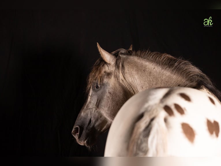 Pony delle Americhe Stallone Puledri (01/2026) 145 cm Red dun in Quitzdorf am See