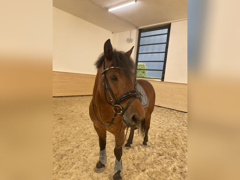 Pony deportivo checo Caballo castrado 11 años 146 cm Castaño in Haag am Hausruck