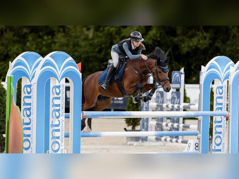 Pony deportivo checo Caballo castrado 12 años 148 cm Castaño in Zajezd