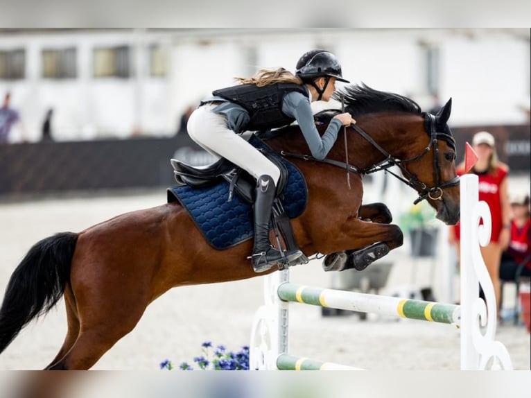 Pony deportivo checo Caballo castrado 13 años 148 cm Castaño in Zajezd