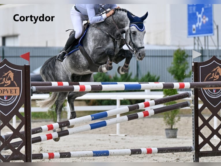Pony deportivo checo Semental 3 años 165 cm  in Vsetín