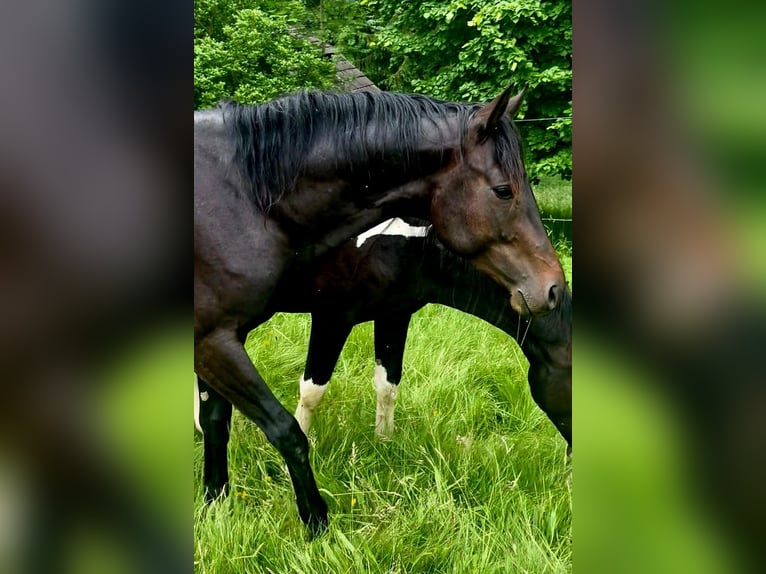 Pony deportivo checo Semental 3 años 165 cm  in Vsetín