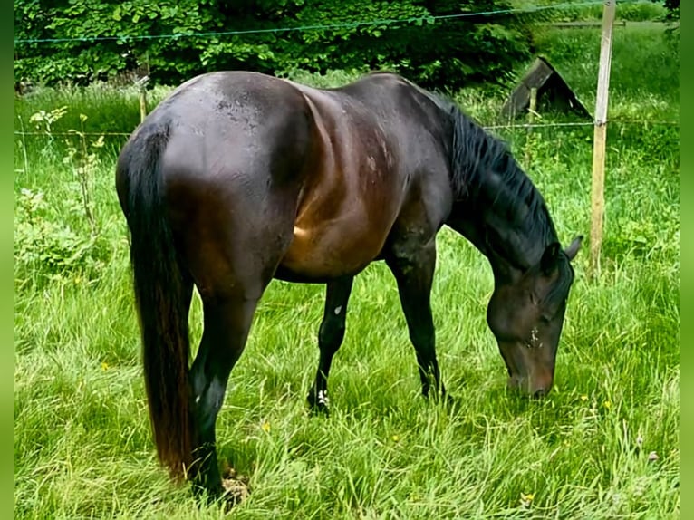 Pony deportivo checo Semental 3 años 165 cm  in Vsetín