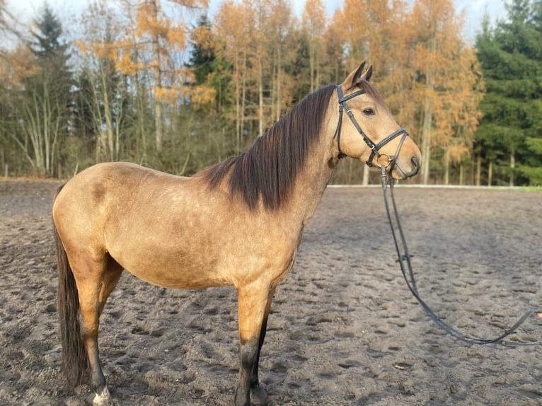 Pony deportivo checo Semental 7 años 142 cm Buckskin/Bayo in Zábřeh Czech Republic