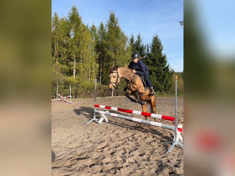 Pony deportivo checo Semental 7 años 142 cm Buckskin/Bayo in Zábřeh Czech Republic