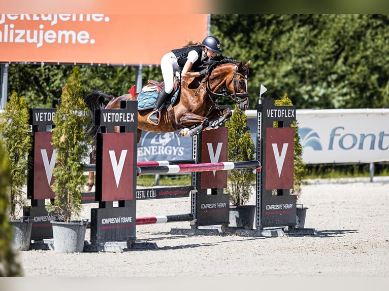 Pony deportivo checo Yegua 11 años 144 cm Alazán-tostado in Knezmost