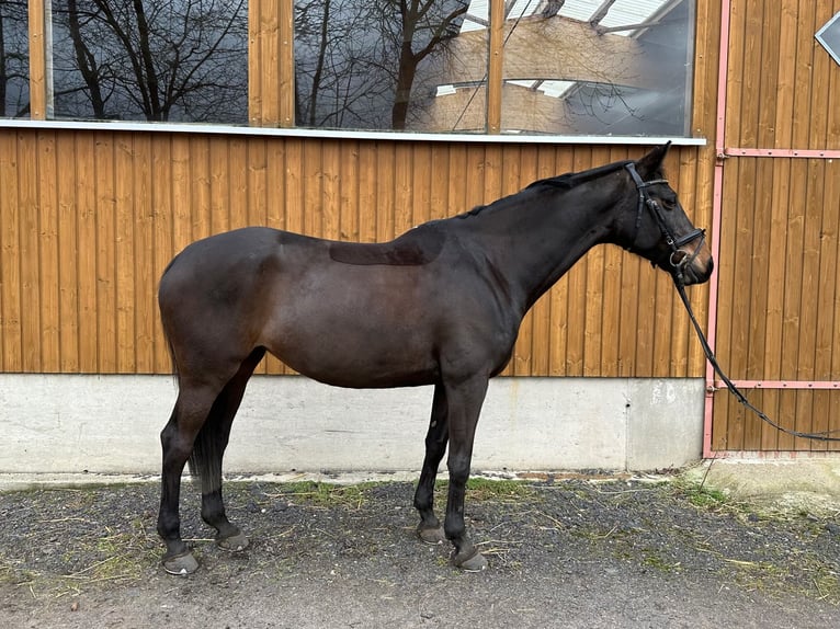 Pony deportivo checo Yegua 14 años 164 cm Castaño oscuro in Coswig