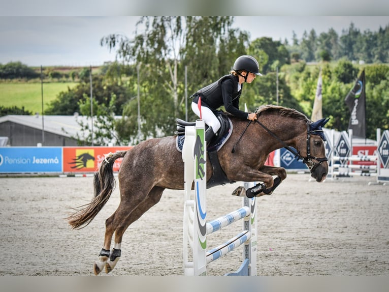 Pony deportivo checo Yegua 15 años 135 cm Red Dun/Cervuno in Brno