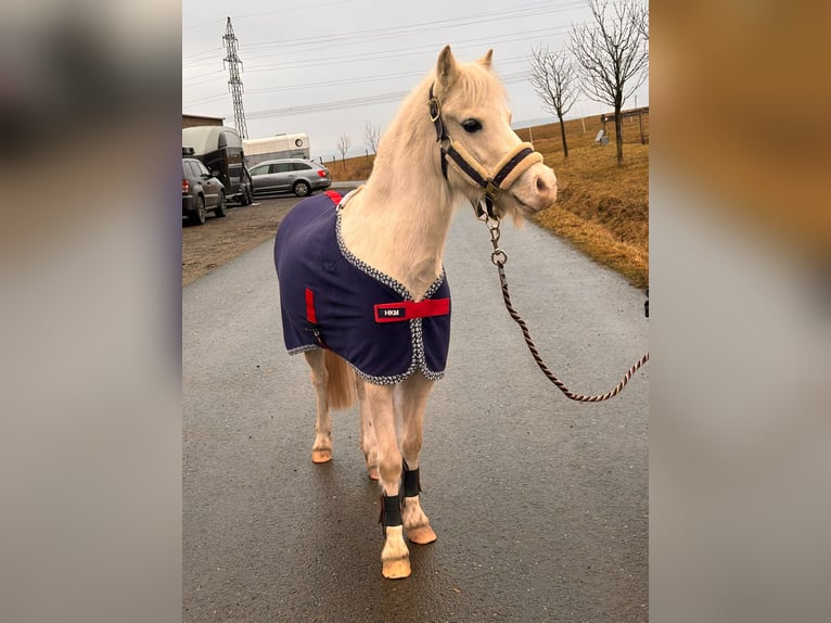 Pony deportivo checo Yegua 5 años 122 cm Palomino in Zlámanka