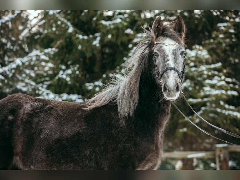 Pony deportivo checo Yegua 5 años 145 cm Tordo in Zlámanka