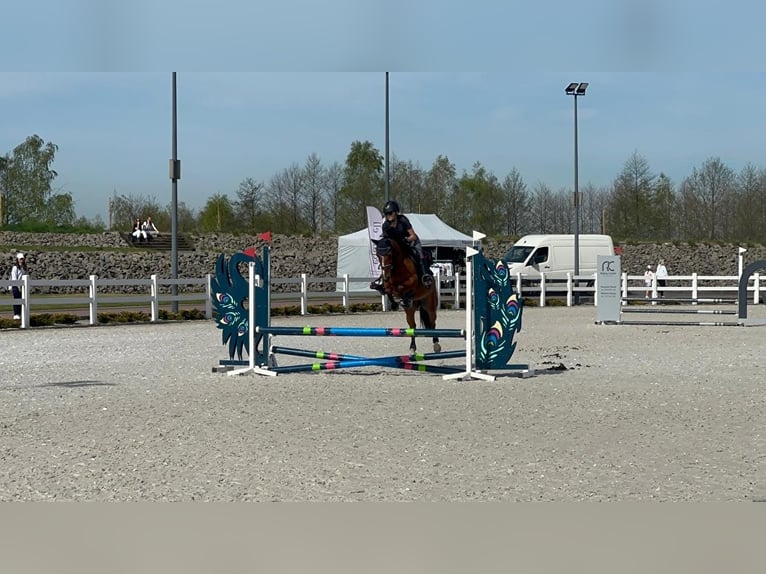 Pony deportivo checo Yegua 9 años 140 cm Castaño in Dąbie GórneDąbie Chrobakowe