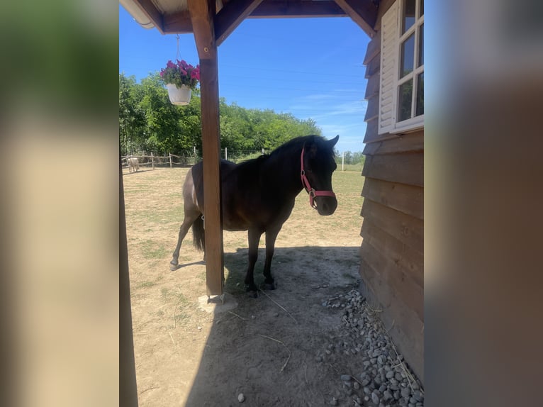 Pony Falabella Giumenta 10 Anni 85 cm Baio in Gödöllő
