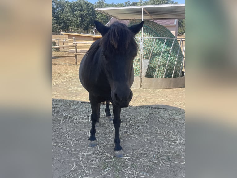Pony Falabella Giumenta 10 Anni 85 cm Baio in Gödöllő