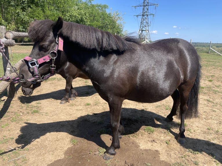 Pony Falabella Giumenta 10 Anni 85 cm Baio in Gödöllő