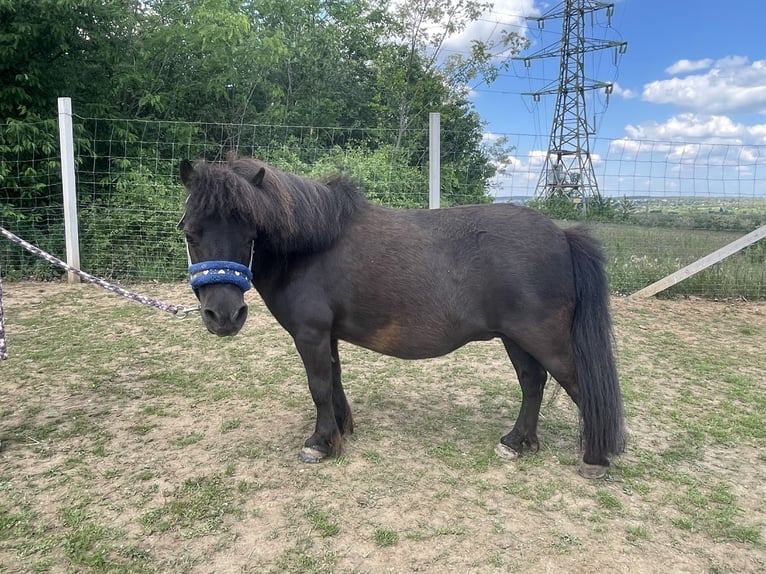 Pony Falabella Giumenta 13 Anni 80 cm Morello in Gödöllő
