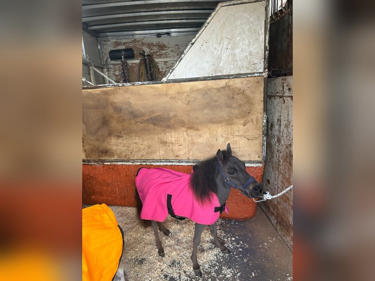 Pony Falabella Giumenta 1 Anno 65 cm Morello in Solarino