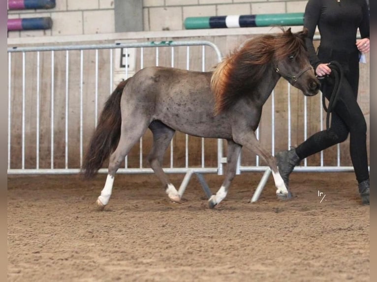 Pony Falabella Giumenta 1 Anno 79 cm Tobiano-tutti i colori in Kerkwerve