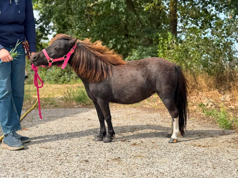 Pony Falabella Giumenta 1 Anno 79 cm Tobiano-tutti i colori in Kerkwerve