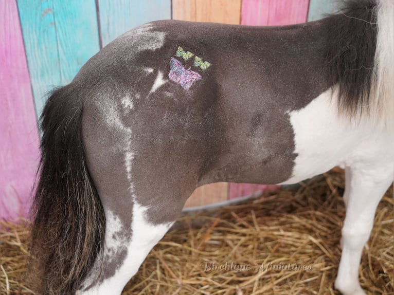 Pony Falabella Giumenta 2 Anni 74 cm  in kerry